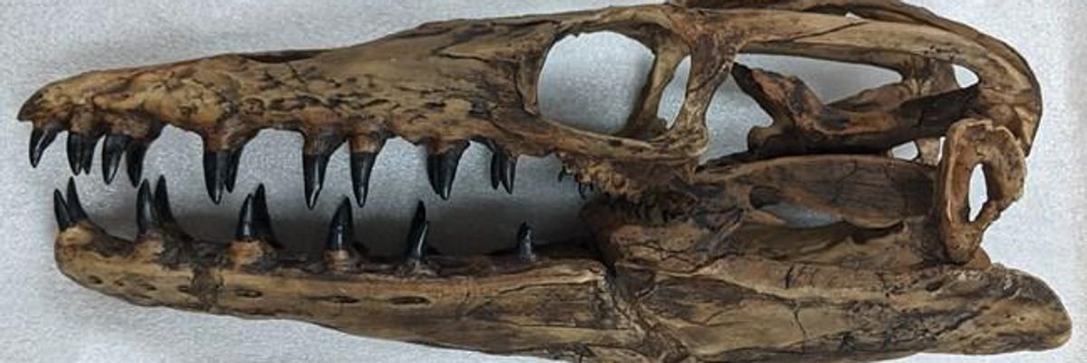 Újabb ősi óriásragadozóra bukkantak a kutatók