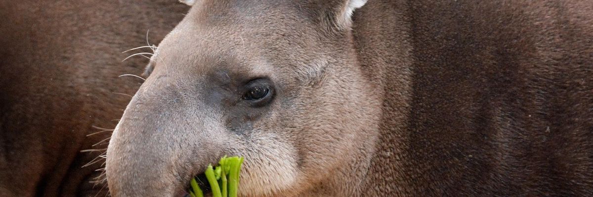 Születésnapját ünnepli Géza, a Fővárosi Állat- és Növénykert tapírja