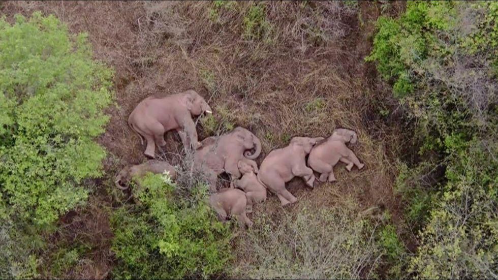 alvó elefántok
