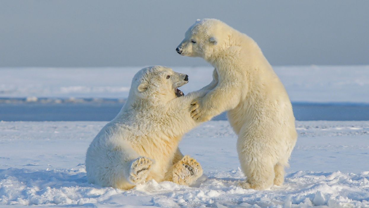 Olvadni kezdett a jegesmedvék utolsó menedéke is