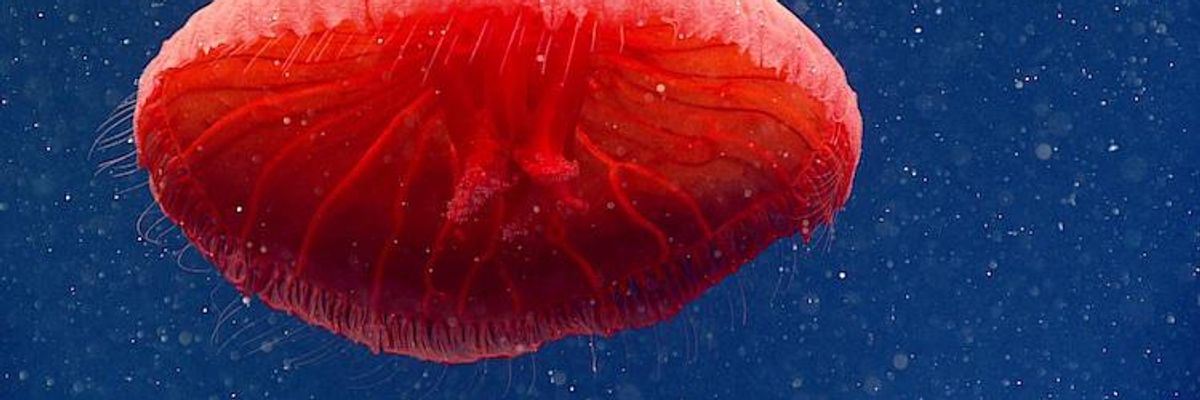 Új medúzafajt kaptak lencsevégre