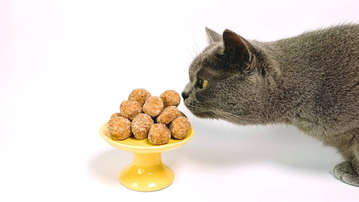 A macskák nem igazán szeretnek keményen megdolgozni az ételükért