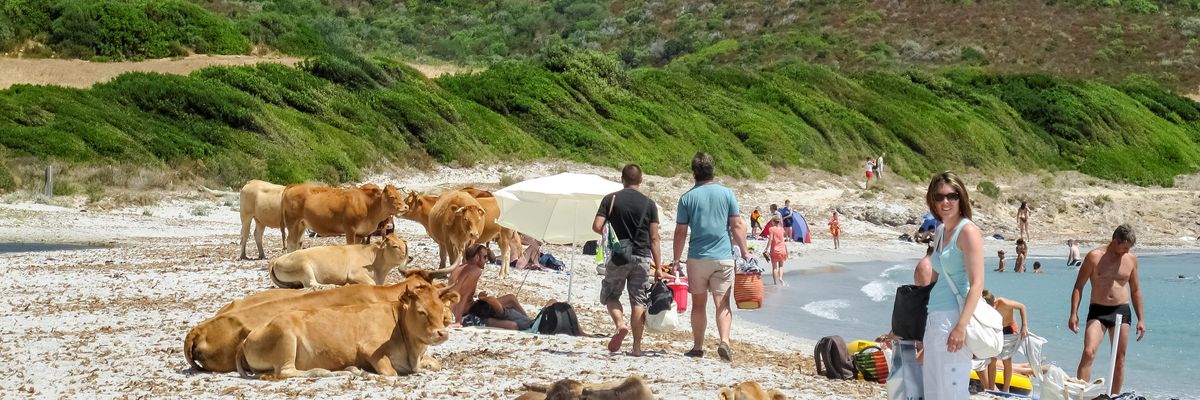 Korzika elesett: 15 ezer tehén vette át az uralmat a szigeten