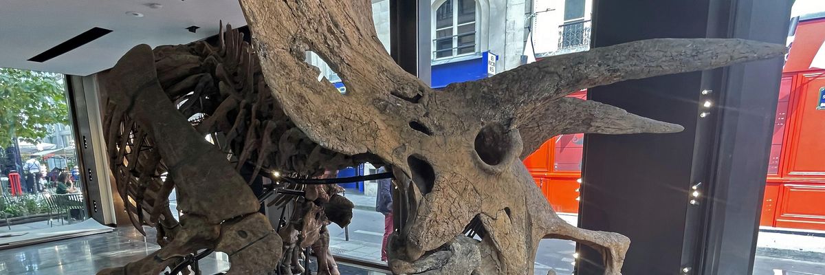 Milliárdokat fizethet valaki a világ legnagyobb triceratopsz-csontvázáért