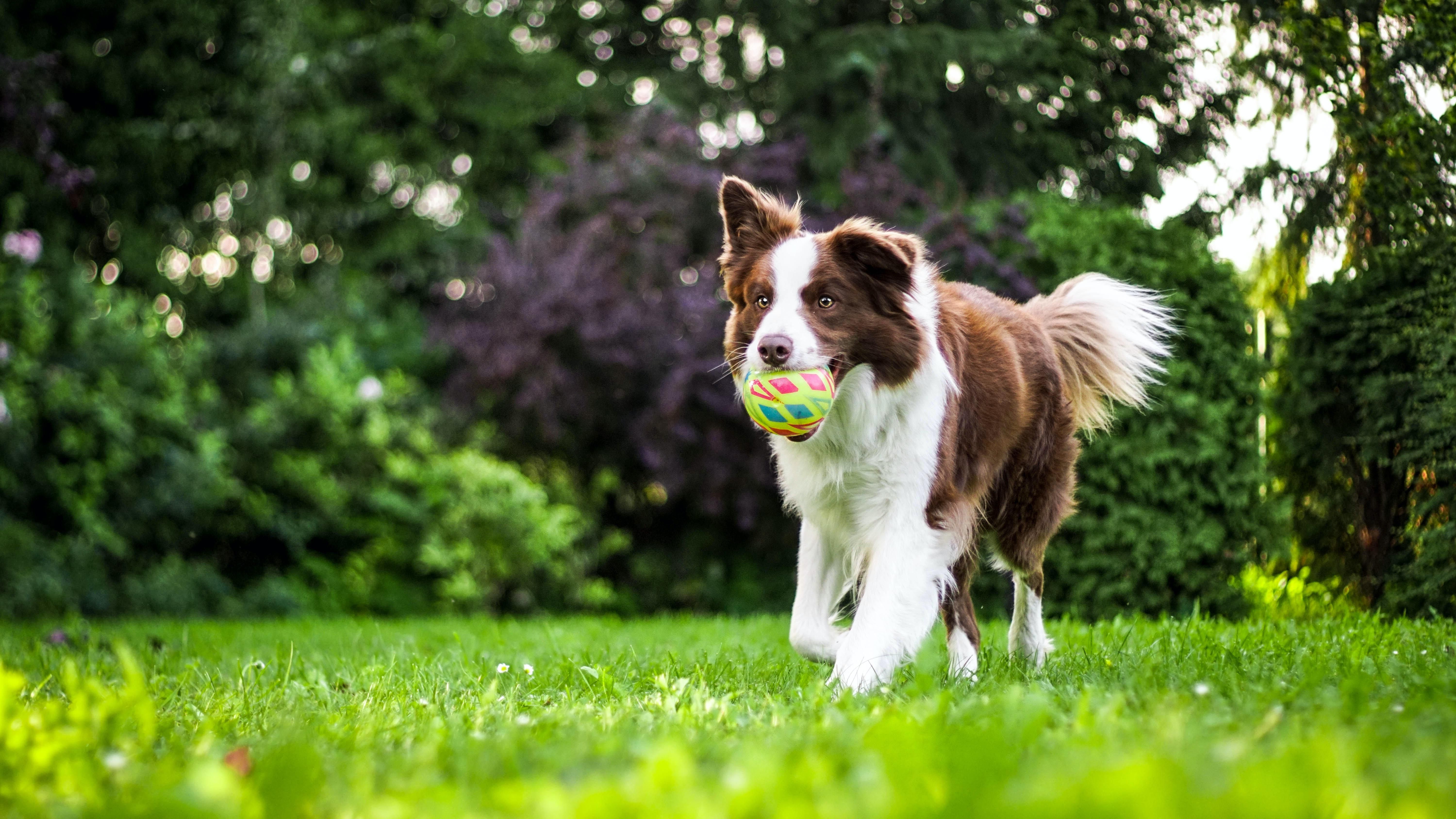 Egy kutya fut egy labdával a szájában.