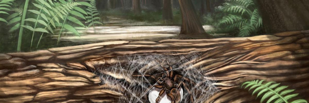 Mint a Jurassic Parkban: 99 millió éves pókcsaládot őrzött meg egy borostyán