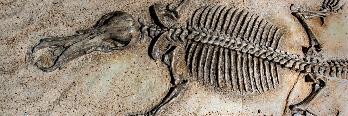 30 millió éve is volt egy tömeges kihalás, csak eddig nem tudtunk róla