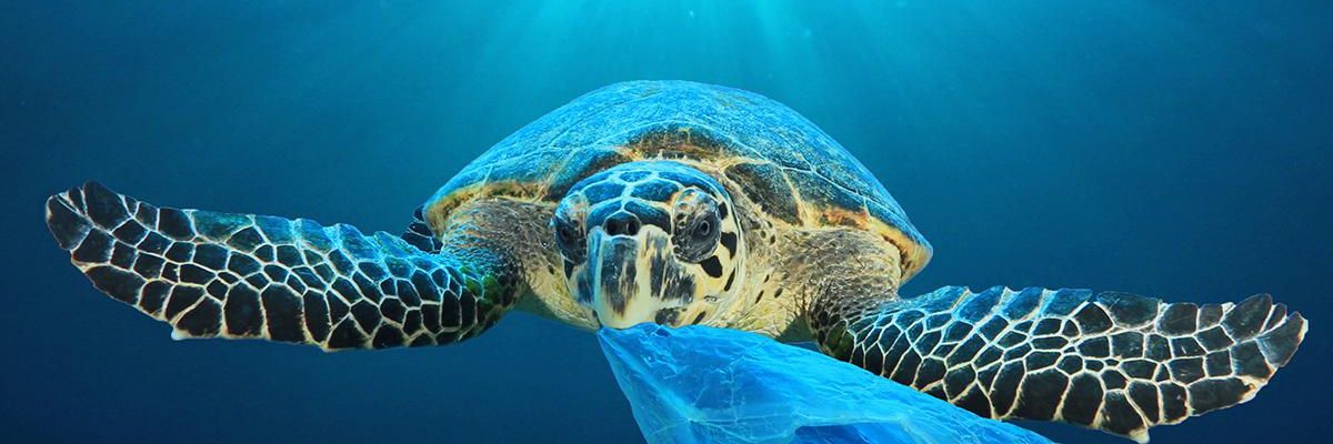 Műanyagzacskó az óceán mélyén? Van még károsabb is, de még nem késő változtatni! (x)