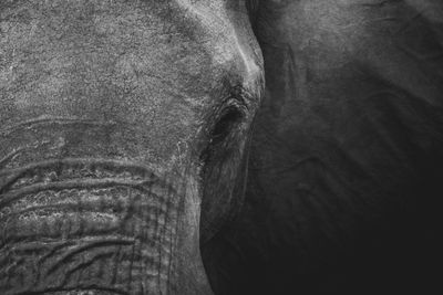 elefánt