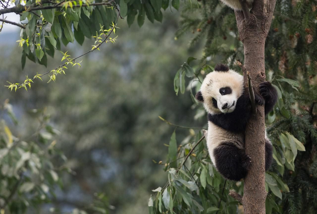 Egy fán pihenő panda