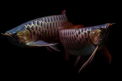  ázsiai csontnyelvű hal 
