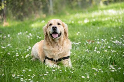 Egy Golden Retriver kutya ül a fűben.