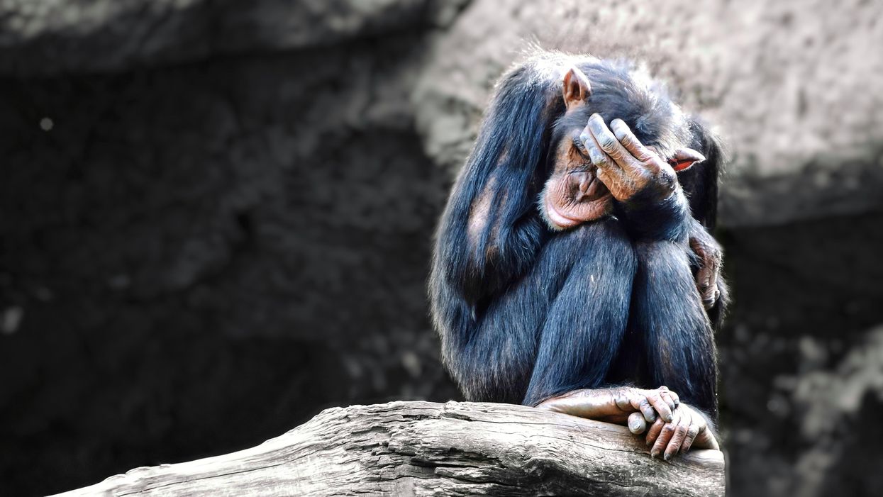 Egyetlen tizedesvessző miatt százmilliót bukott egy unott majmon