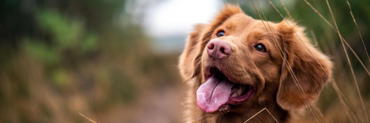 Egyedülálló felfedezés: a kutyák megkülönböztetik az emberi nyelveket