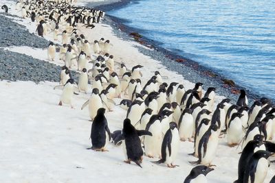penguins on white sand beach during daytime
