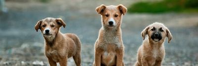 selective focus photography of three brown puppies