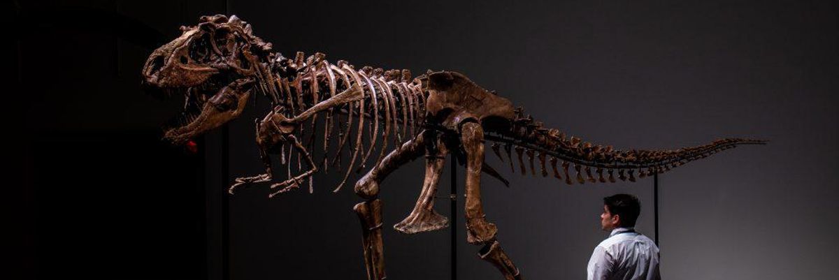 8 millió dollárért mi is megvehetjük ezt a 76 millió éves dinoszaurusz csontvázat