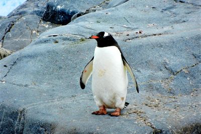 pingvin egy sziklán 