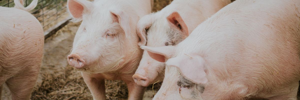 Bizarr kísérlet: sertésszervek újraéledtek halott állatokban