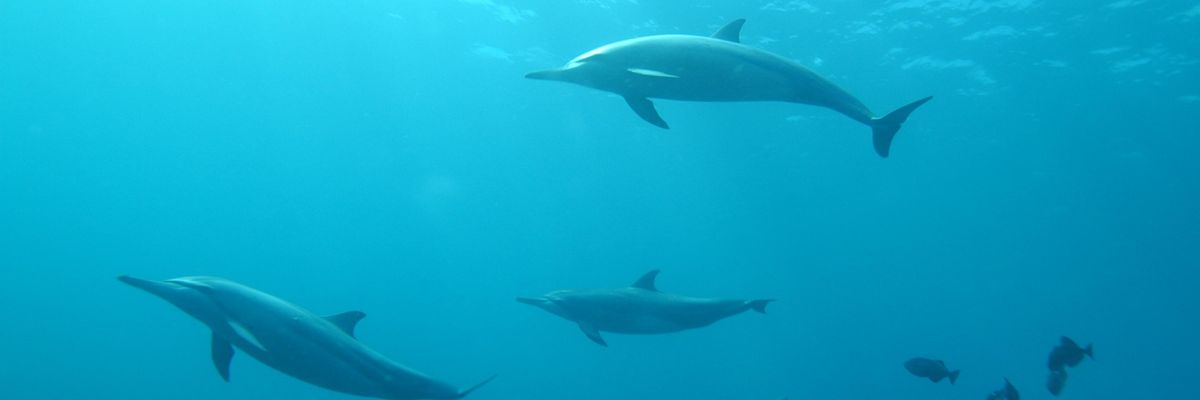 Folyamatos delfintámadások érik a fürdőzőket Japánban