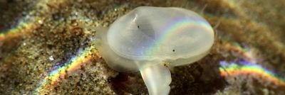 A Cymatioa cooki néven ismert kis, áttetsző kéthéjú kagyló