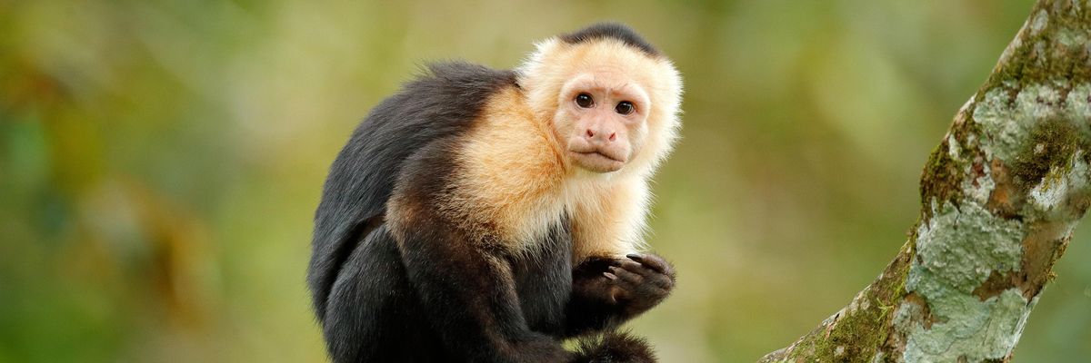A majmoknak ebből a gesztusából fejlődhetett ki az emberi nyelv