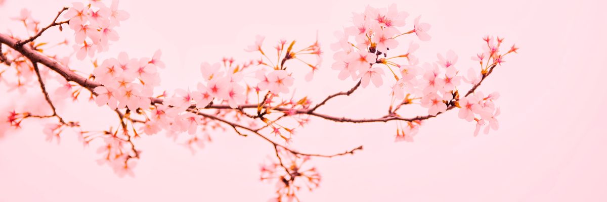 6 európai város, ahol megcsodálhatjuk a cseresznyefa-virágzást