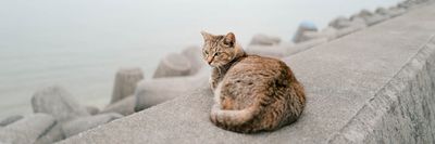 Okinawa-macska.