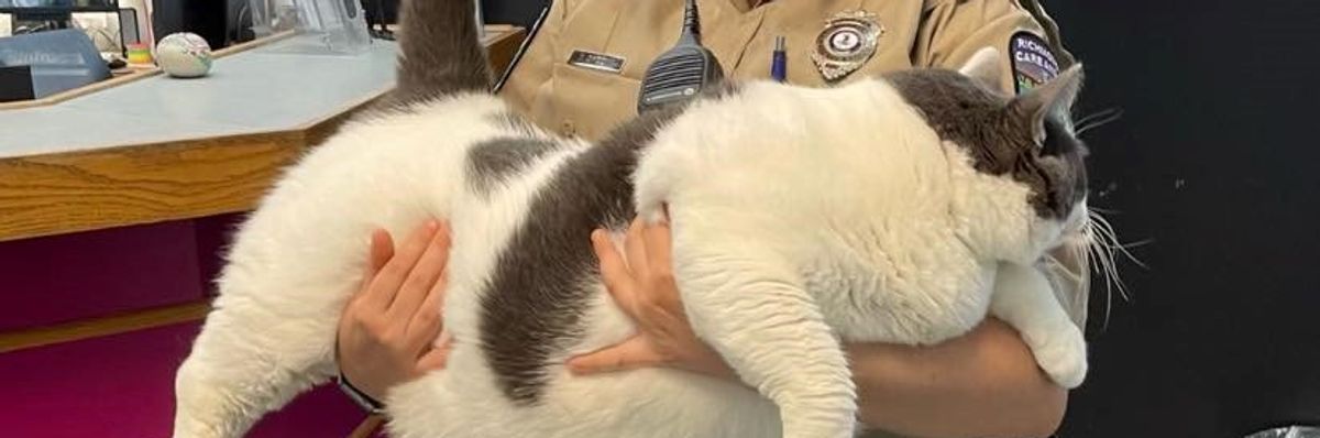 Új gazdát talált Patches, a 18 kilogrammos macska