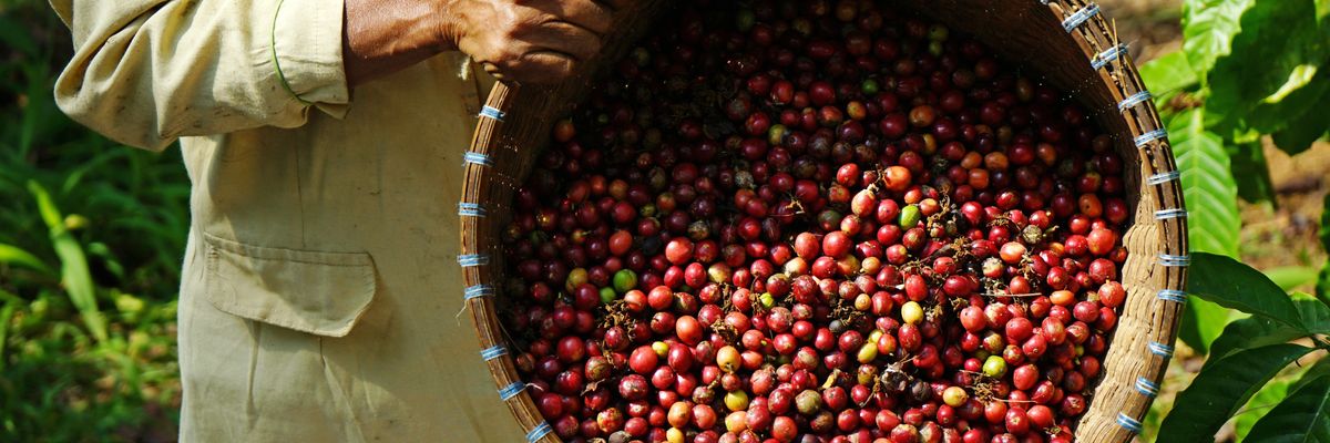Eltűnhet az ​arabica, más kávéfajta veheti át a helyét