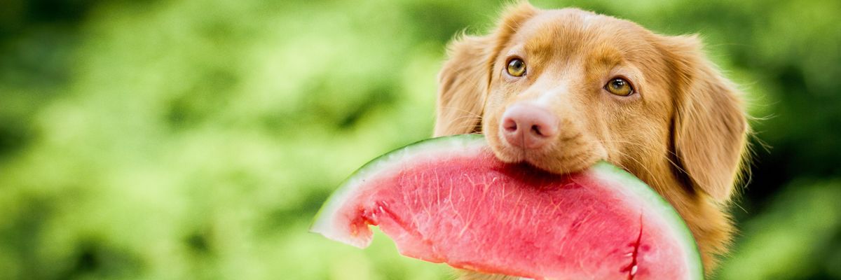 Milyen gyümölcsöt lehet és mit tilos adni a kutyánknak?