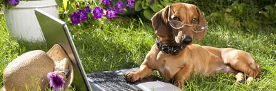 tacskó kutya szemüvegben egy laptop előtt fekszik a fűben