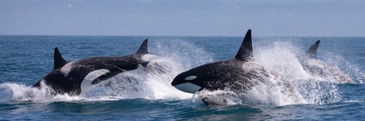 Hajókat terrorizálnak a kardszárnyú delfinek Európa déli partjainál