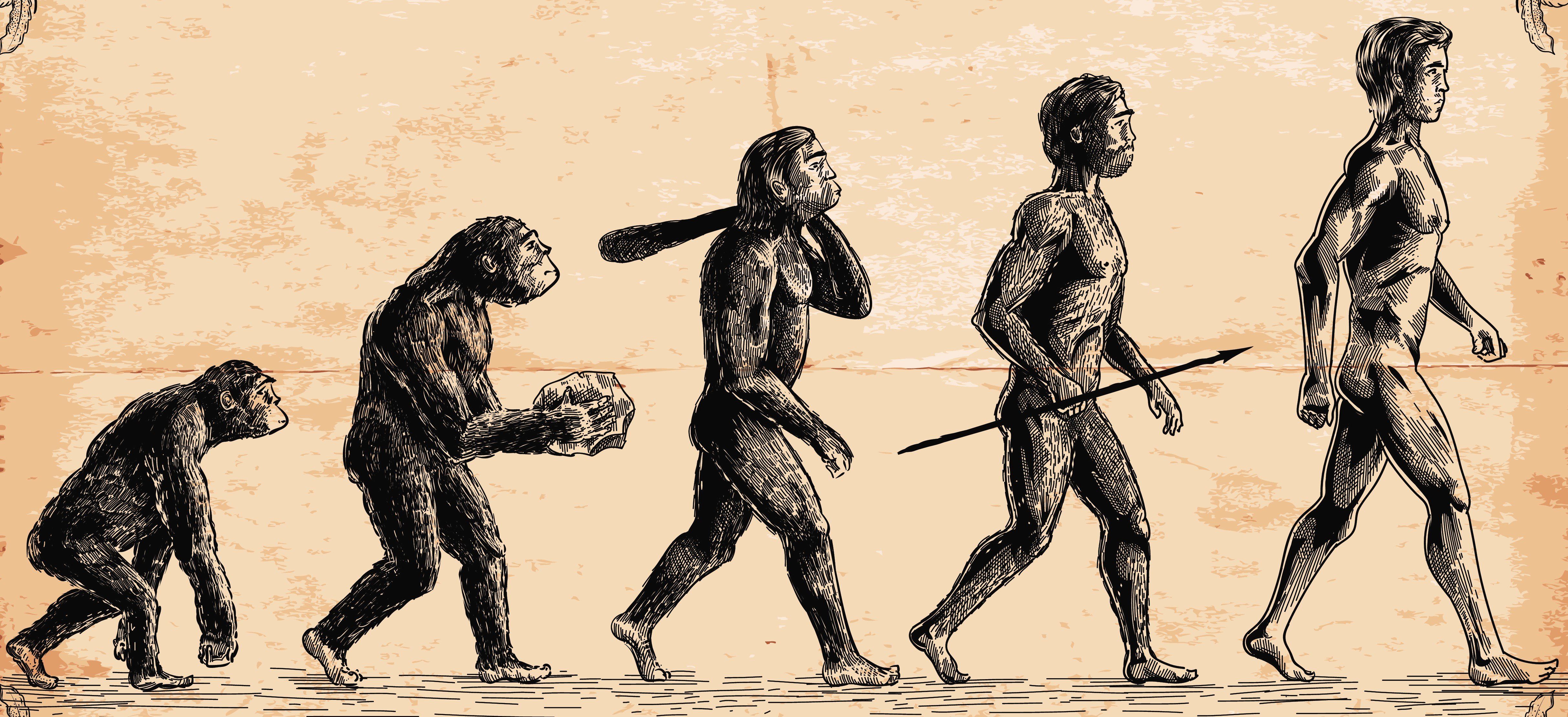 ember evolúció