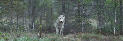farkas az erdőben