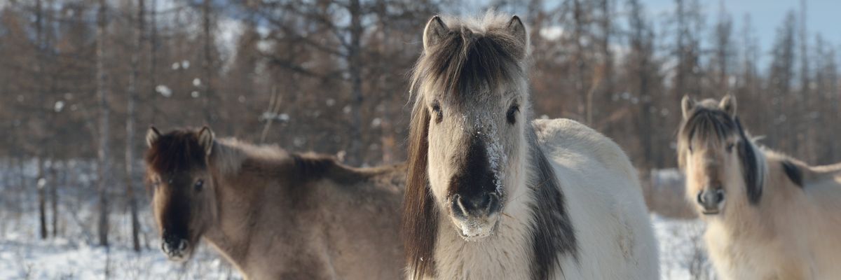 Ezek a szibériai lovak nemcsak cukik, de szívósak is: a -70 fok sem kottyan meg nekik
