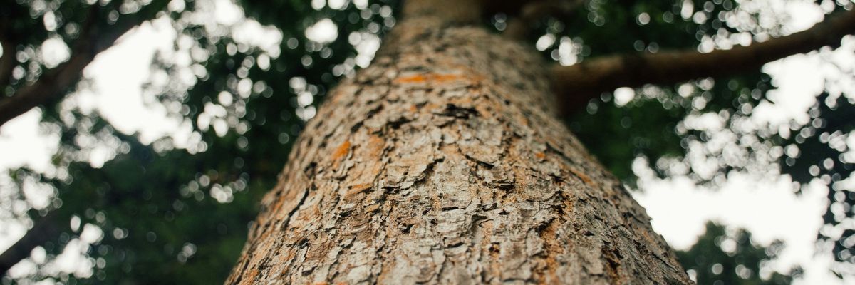 Fák bűvöletében – 5 tárgy a természetes szépség rajongóinak