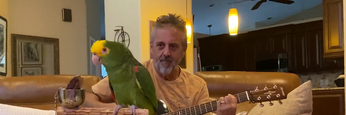 Így dalolja a legnagyobb klasszikusokat Tico, a papagáj