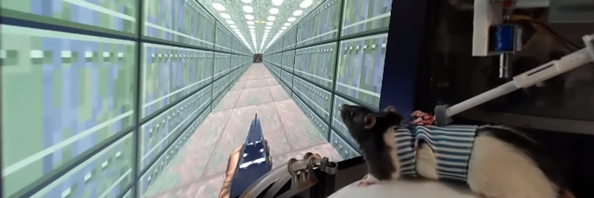 A magyar mérnök, aki patkányokat tanít videójátékozni