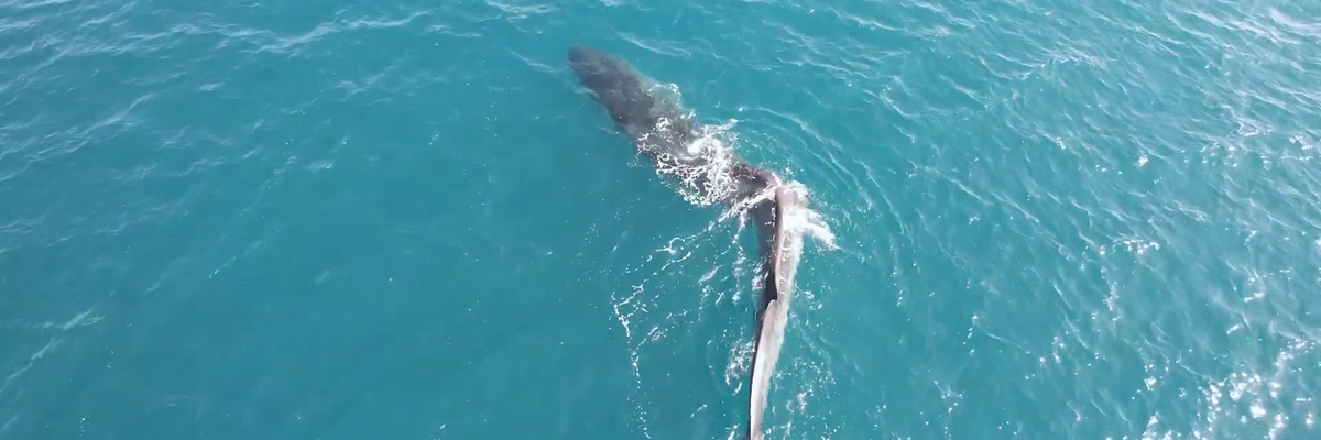 Ritka felvétel: gerincferdülésben szenvedő bálna jelent meg Spanyolország partjainál