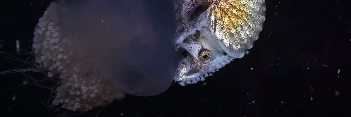 Lenyűgöző felvétel: a polip, ami egy medúzán száguld az óceán mélyén