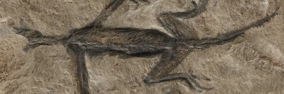 280 millió éves rejtélyt fejtettek meg régészek