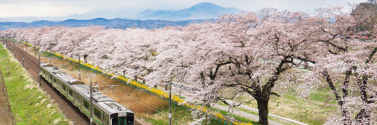japán vonat a virágzó fák között, háttérben hegyekkel