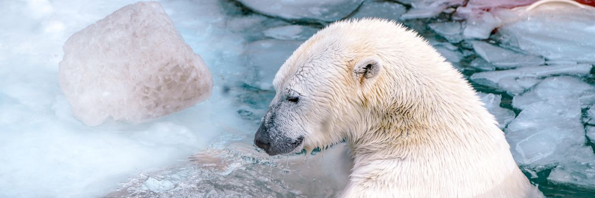 jegesmedve a megolvadt jégtáblák között