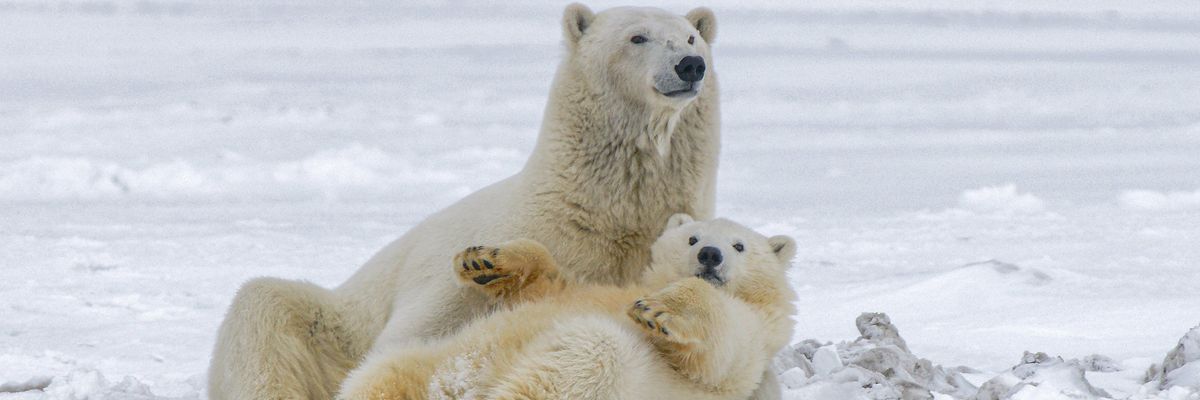 jegesmedvék a vadonban