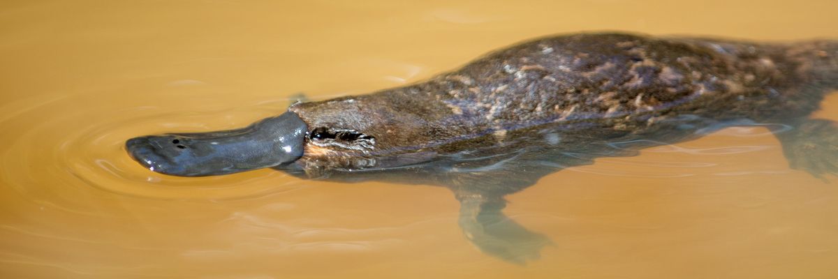 kacsacsőrű emlős vízben úszik