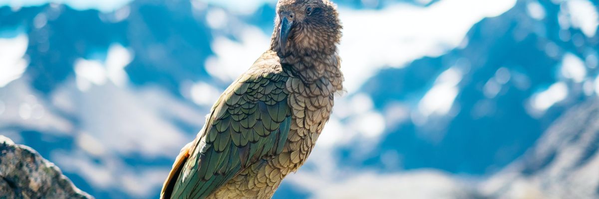 kea papagáj a hegyekben