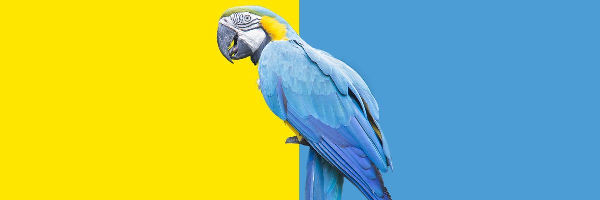 kék arany sárga zöld színű ara papagáj