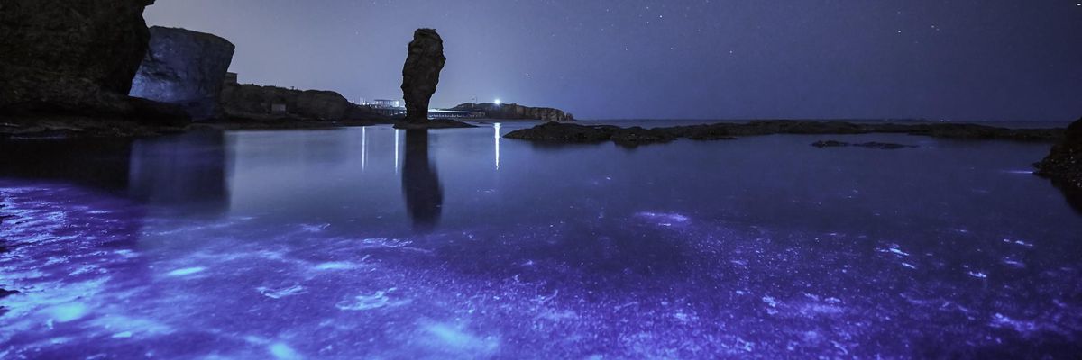 kék plankton tenger éjszaka