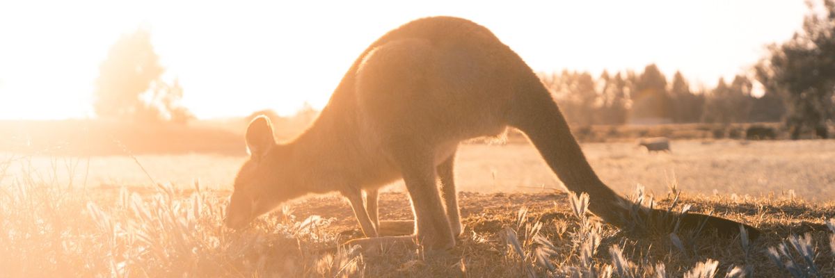 kenguru a naplementében